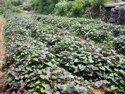 ÓһƷ߮a(chn)N(gu)