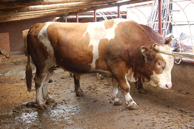 SţB(yng)ֳg(sh)أ|ţƷNЇţW(wng)Tţ