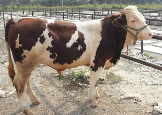 ţЈW(wng)ЇSţƷN|TţB(yng)ֳg(sh)