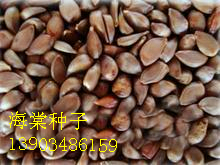 ķN  ²ɺķN |ķNӃr