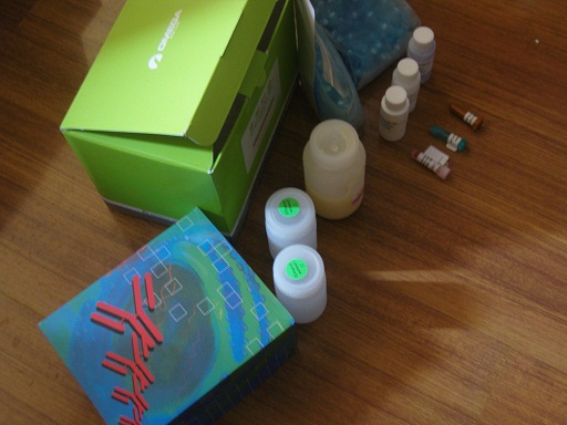 |ٵø1(MMP-1)ELISAԇ