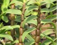 FƤʯNֲg(sh)Ӗ(xn)_I(y)FƤʯNֲg(sh)ô