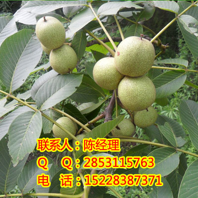 ƽ2̖磬ƽ2̖أƽ2̖l