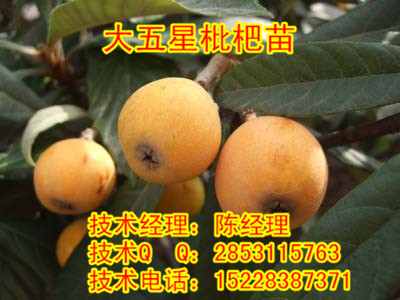 C磬ҴǴa(chn)ҴǴN