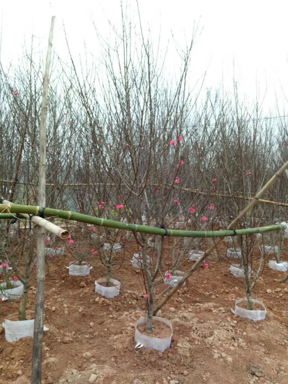 (yng)ң@ֹ̾GҎ(gu)RȫľֱN