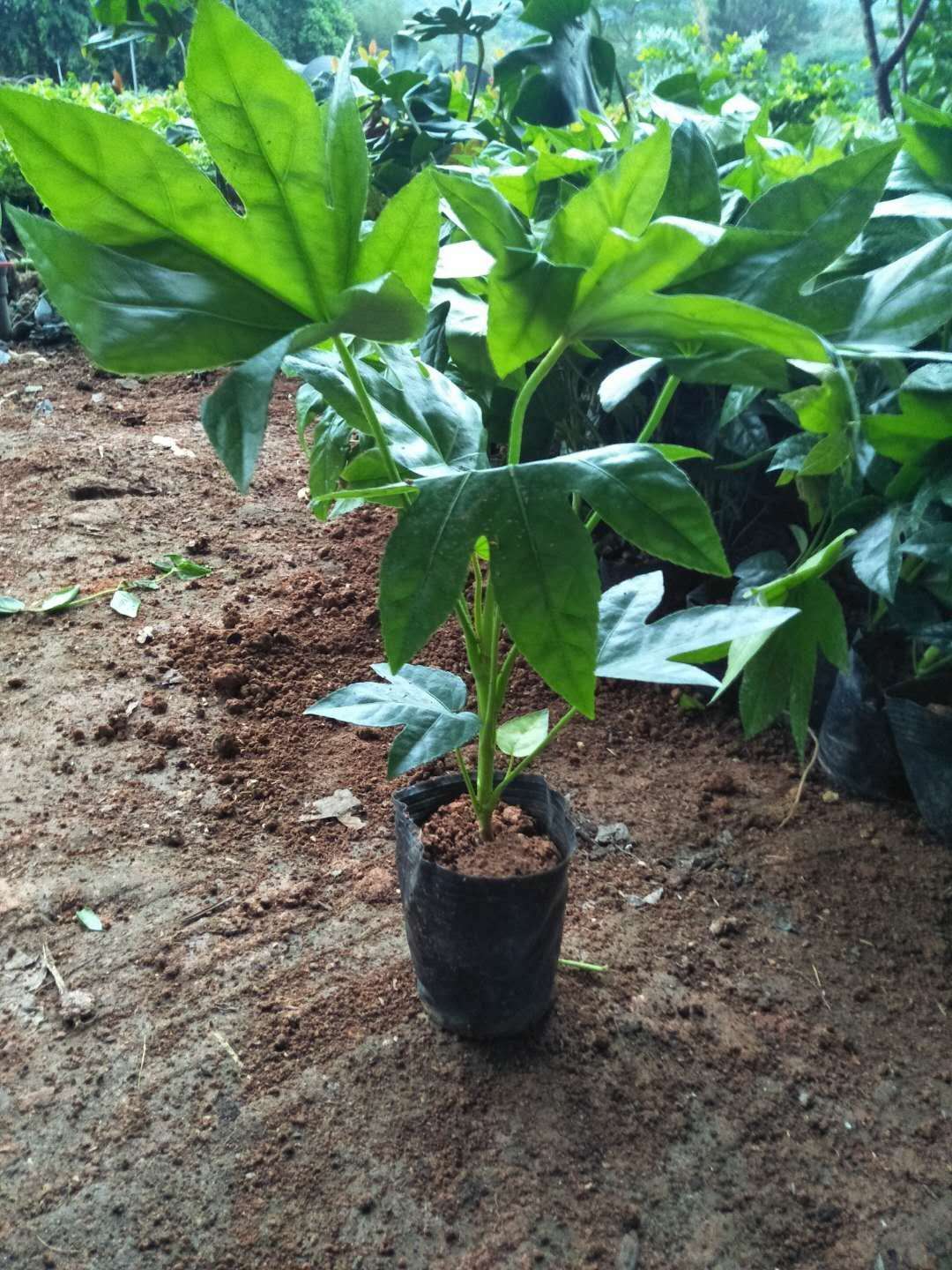 (yng)˽ǽPҎ(gu)Rȫ辰GֲľֱN