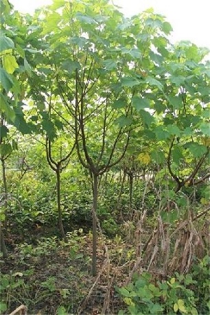 (yng)ľܽأGе䣬Ҏ(gu)RȫľֱN