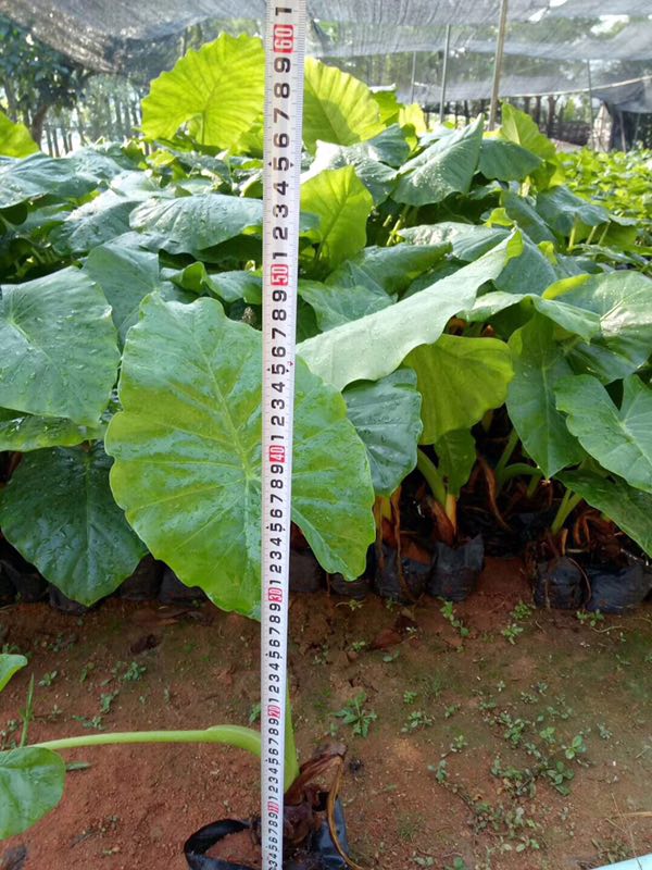 󣬃r񃞻ݣҎRȫľֱN