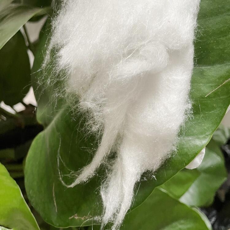 ߱ϵVwSޏS w^ͿoCwSͿ