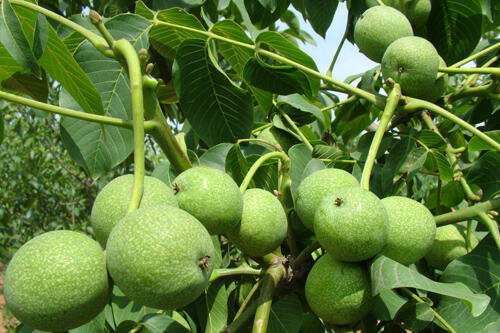  Ҙ(sh)l(f)ҪƷN⡢㡢֡㡢SSȡ