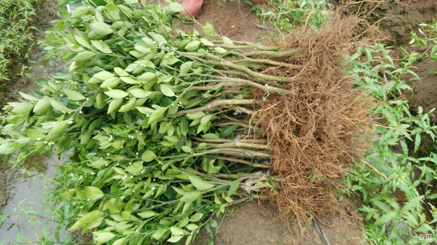 όПo(w)۳ȠI(yng)B(yng)