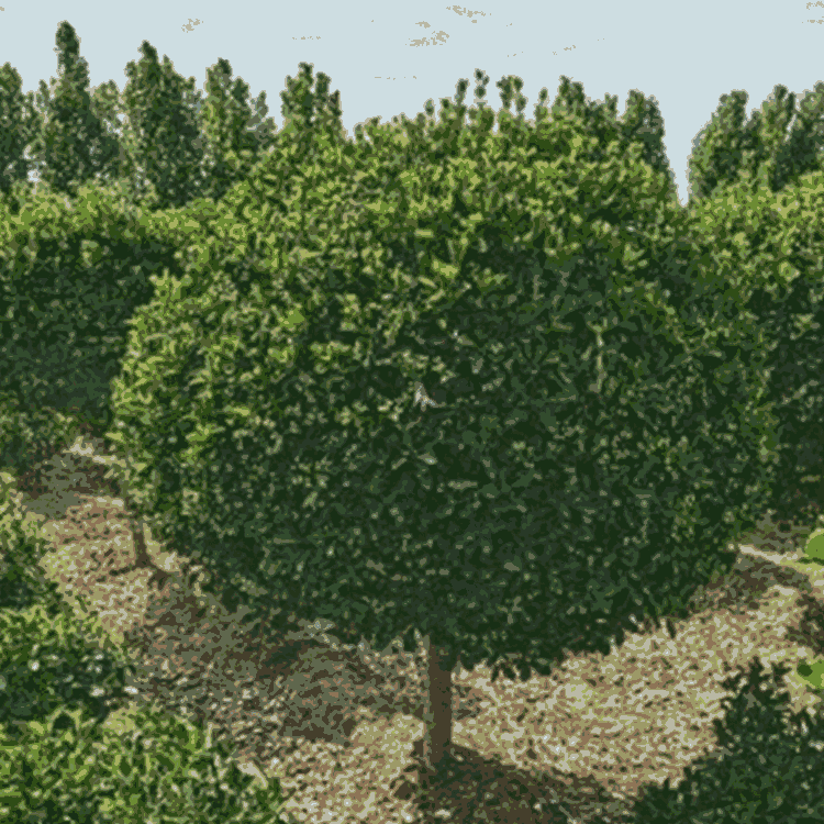 U~Sش ҎRȫ Ʒ|  gӭ؅^