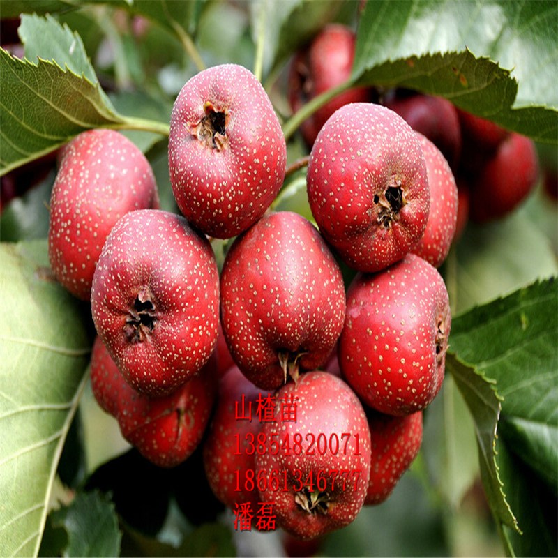 3ɽ高硢3ɽ高ƷN3ɽ高r