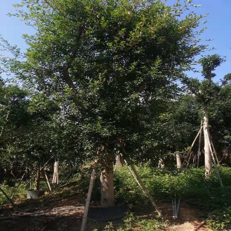 tƤŽKltƤŃrֲ12300