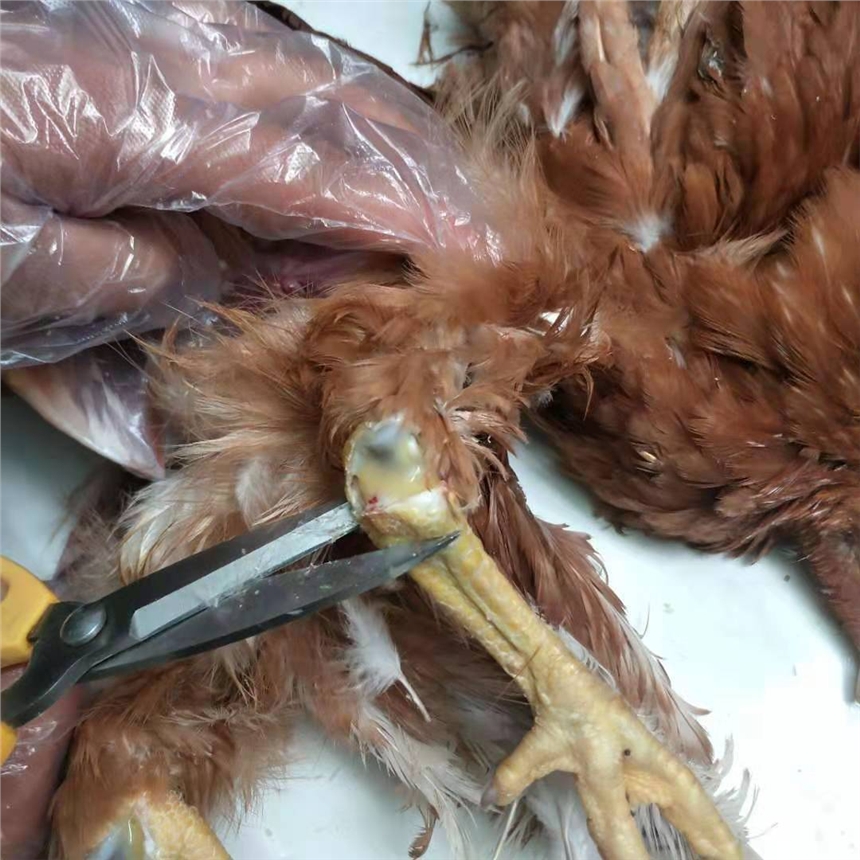 uȾ֧ԭwӰ푮aզk֧҃Q_