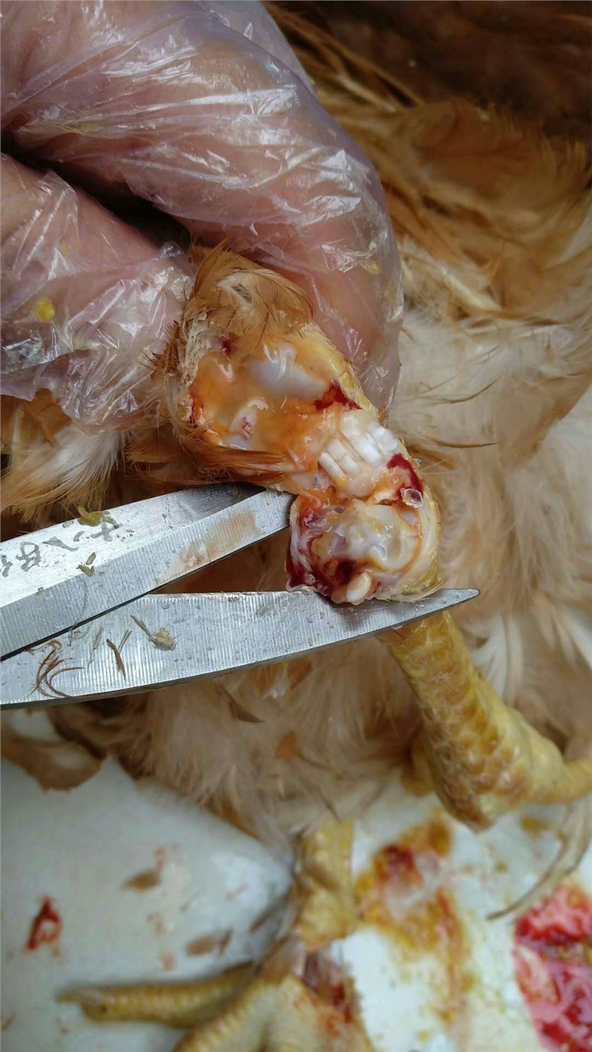 u˻Һ֧ԭwҪ£ꖹ⡰Чˎ֧҃QuĤ֧ԭw_