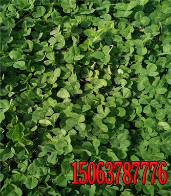 oʲôݺüͥͥԺGʲô