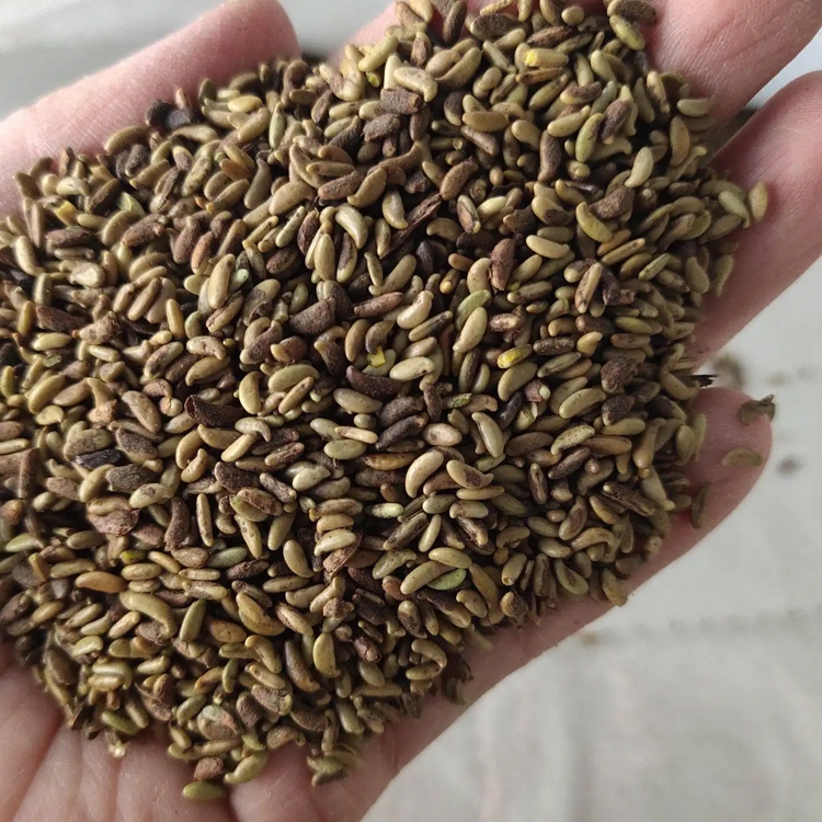 Vό뻱NӶ͟ͺo¾GľNl(f)нӵVɽޏ(f)Ġֲ