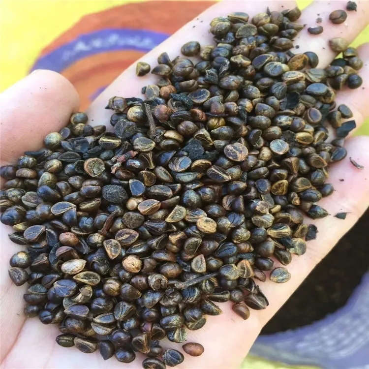 VɽNӃrнӵVɽޏo¾ĠֲݳöֲNl