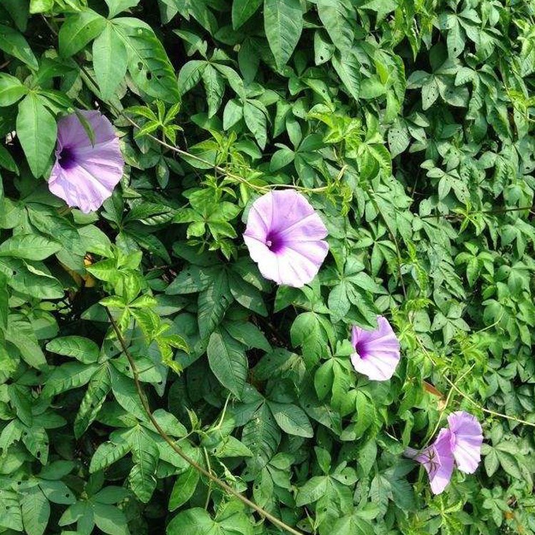 VόצNӃrнӵVɽޏ;ĠֲݶٷNl