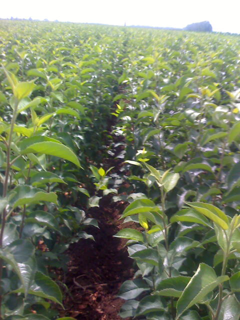 O磨޽O磩ɽ|O磩ɽ|̩Oأ