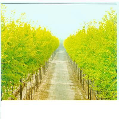 ӱS磨ӱS磩ӱSأ(yng)ӱS磩