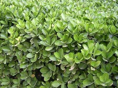 ϶磨/ࣩ(yng)϶/϶r(ji)