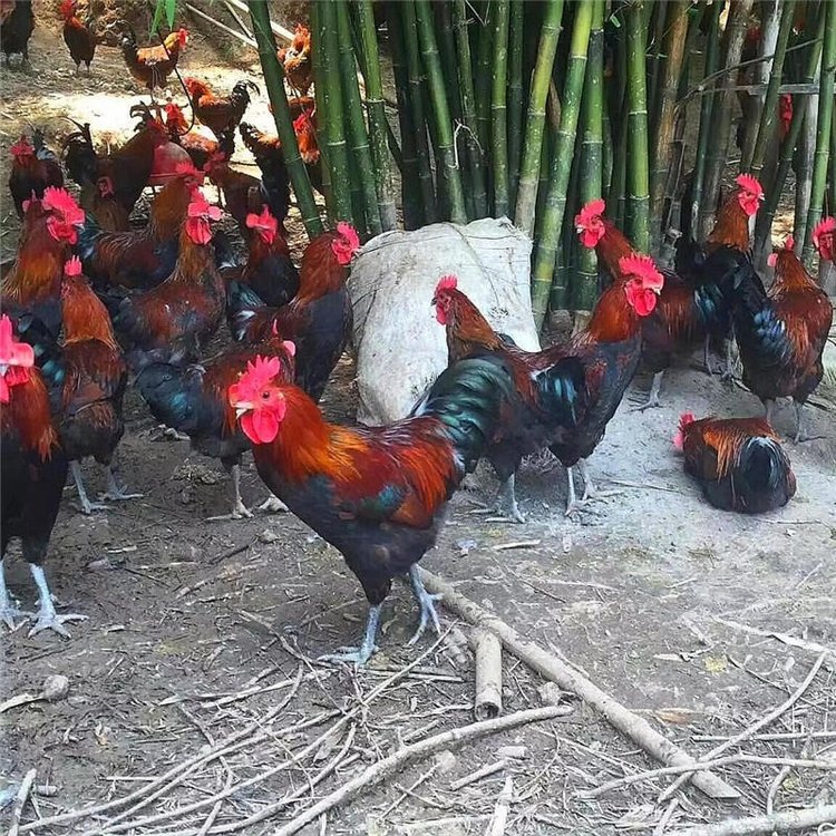 H(yu)|(zh)ul(f)(x)ȱuëtɫ