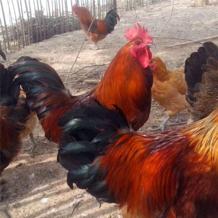 tڼuBÓڱuͲt𱿹uֱɢB