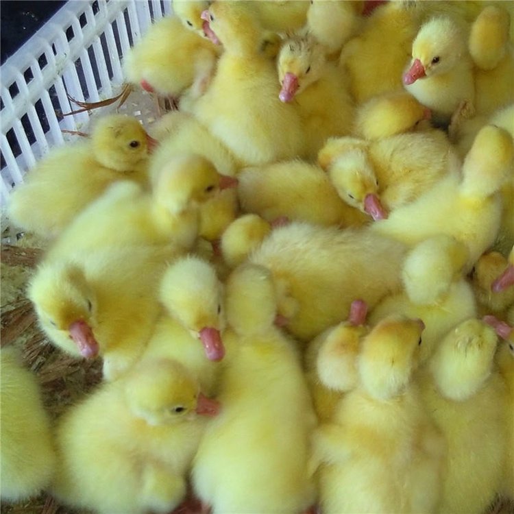 {^ZlԪZrɽ|H_RʝͲ|IIuZ