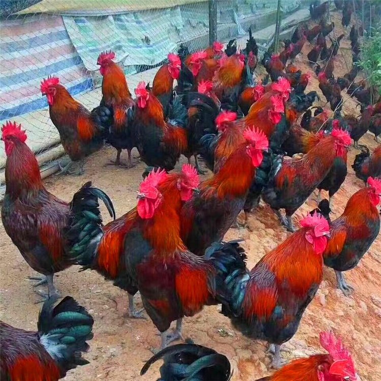 tu380uSԪɽ|HRͲu_ŽtJul