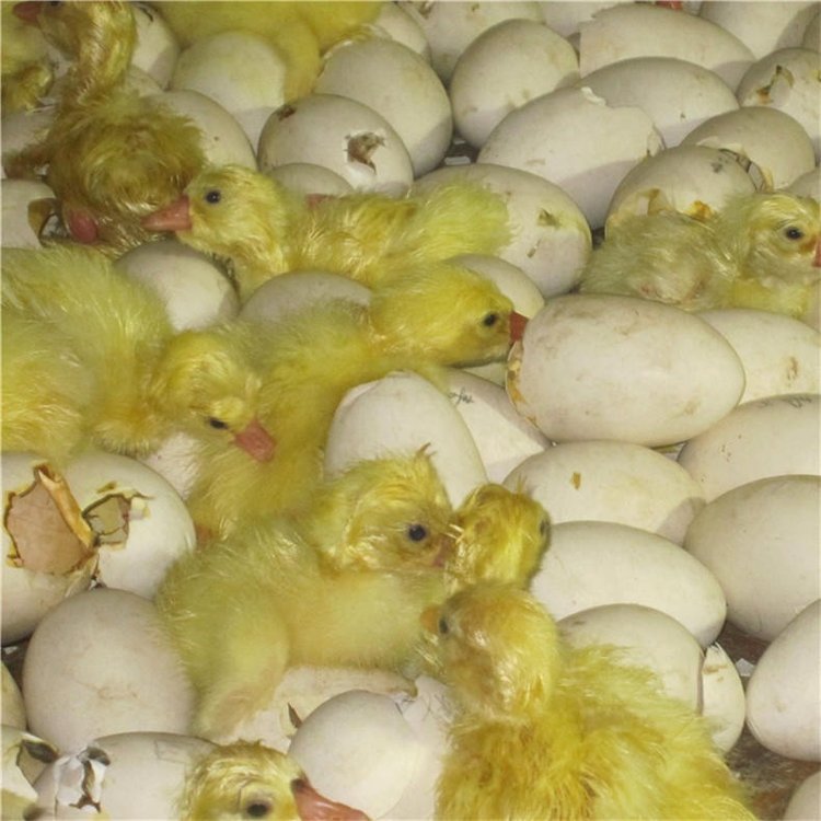 HԪ{^ZsuZɽ|ͲRʝϞIݖ|IfСZ