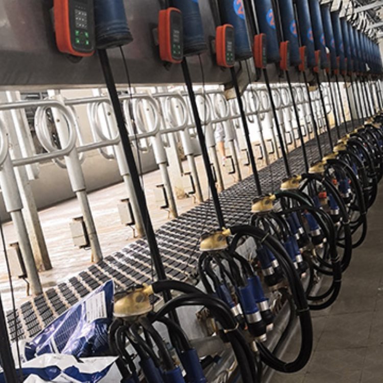 ţֻ̏dʹ÷ɳWɽֻ̏dSoB