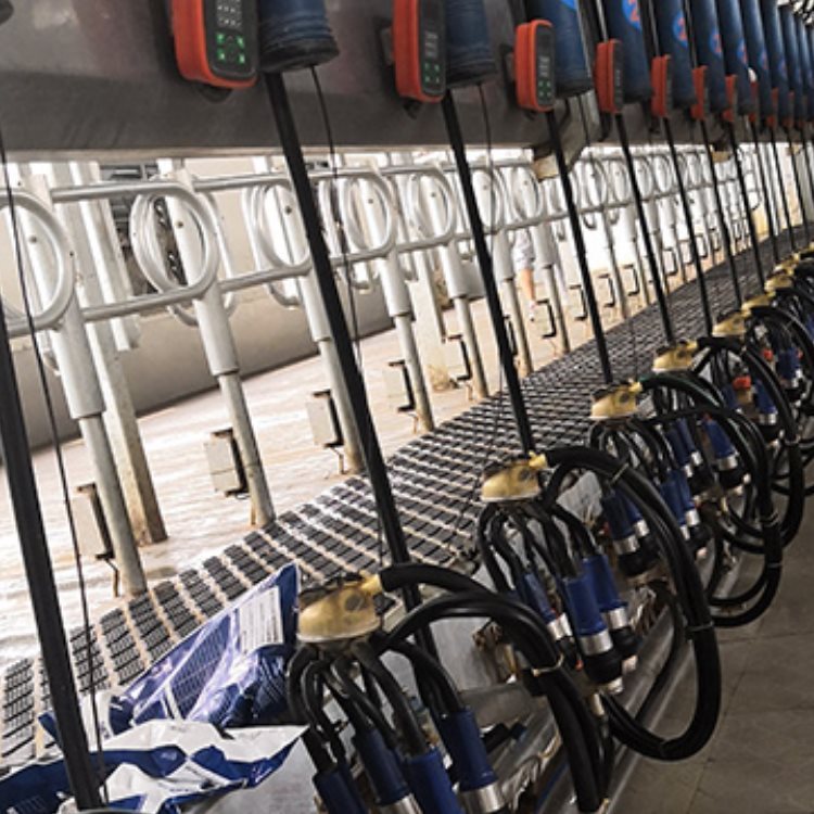 D̏drɽD̏dSoBֻD̏d