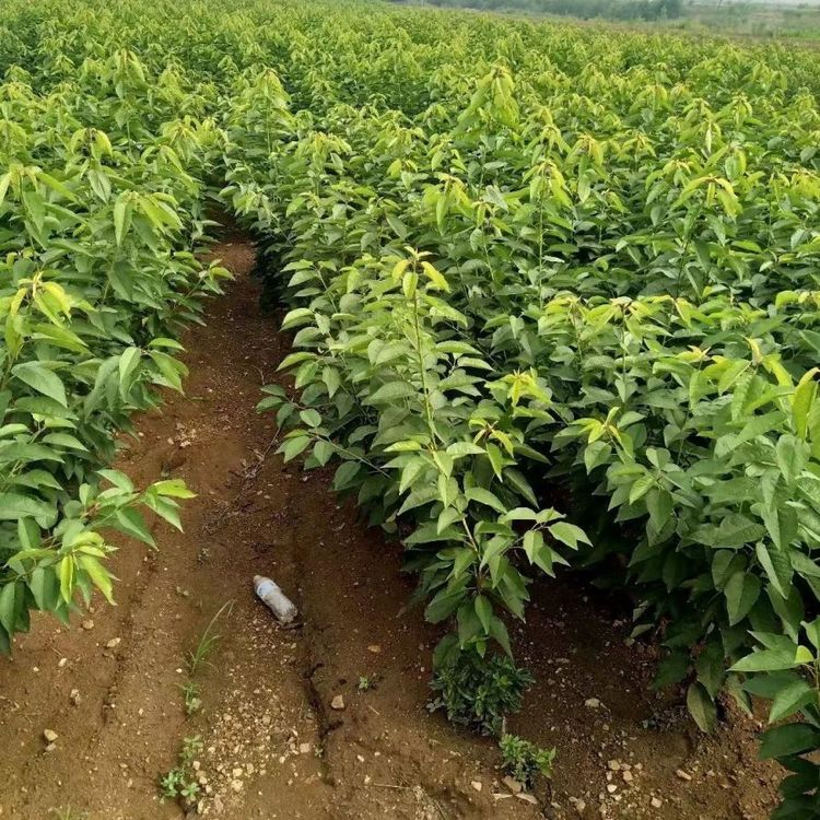 ܇Ӵң޽YNֲm磬ϱԙҘ