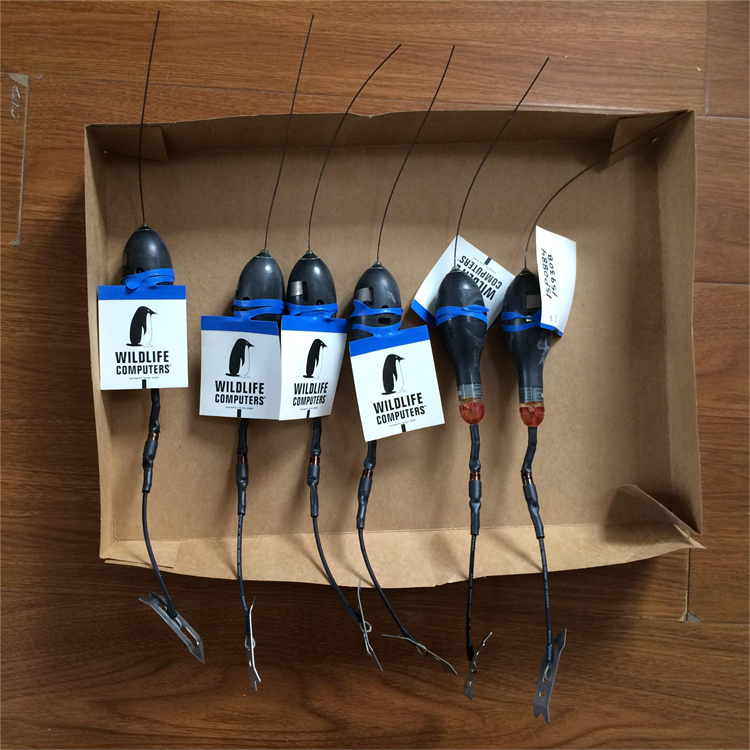 ~lǸۙӛɏ䔵ӛͽ~lǘ־MiniPAT