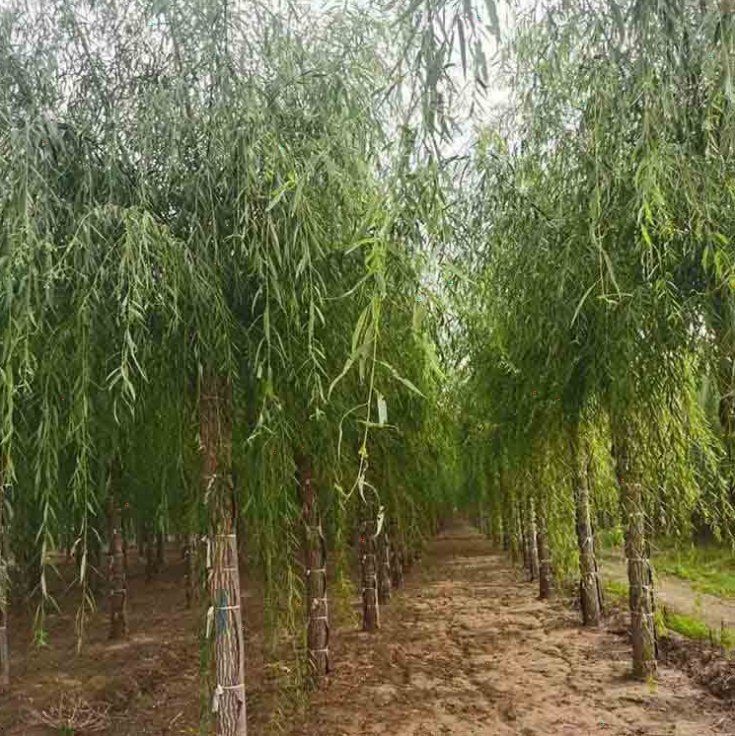 ׏15ֵĴԷNg202530ִ