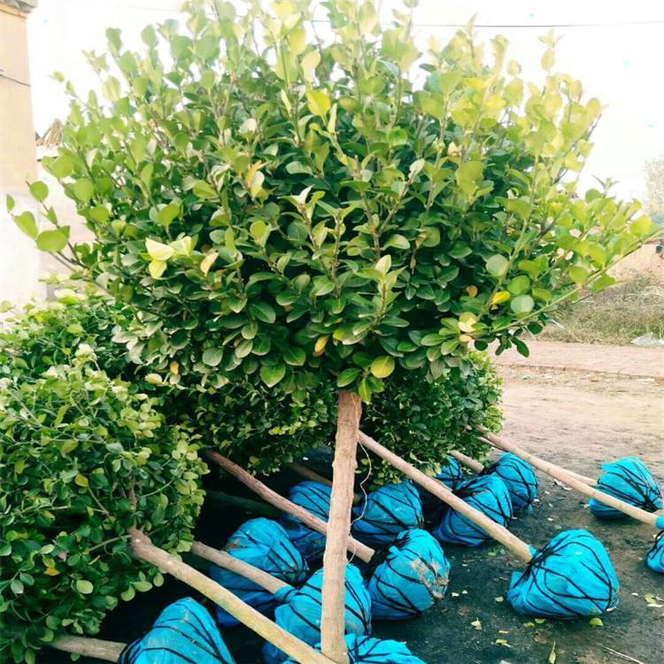 lì,4050lì6080ָߗUlì