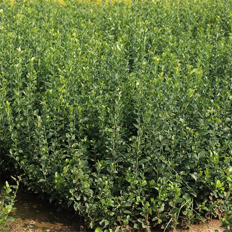 z|lìһ_30\/4060z|lì