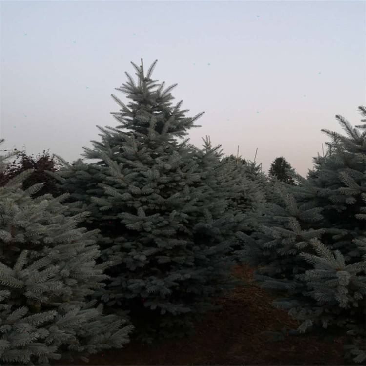 ɼ,3ɼ,35ɼ,4ɼ55.56ɼ