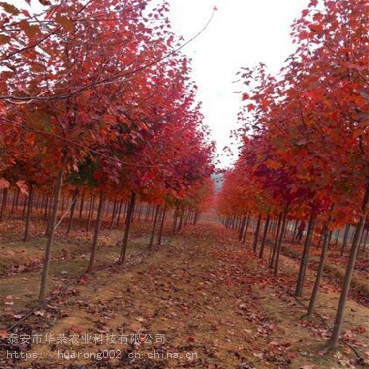 tFӆFڼtct3-10tʮ¹x