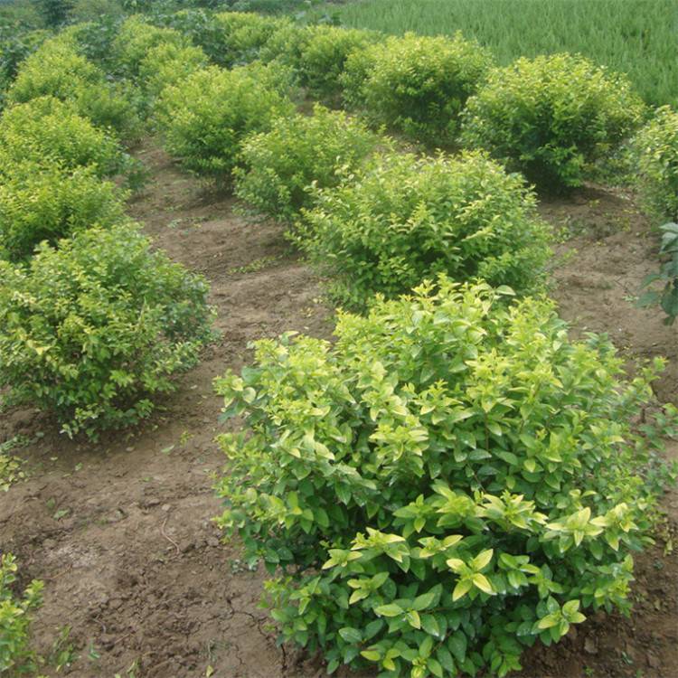 z|lìС_߶3040506070z|lì