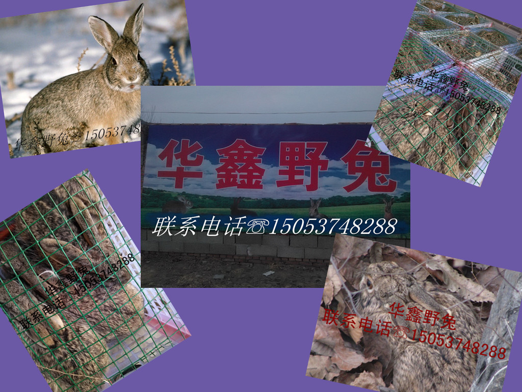 wB(yng)ֳҎ(gu)ģg(sh)õҰB(yng)ֳ(chng)