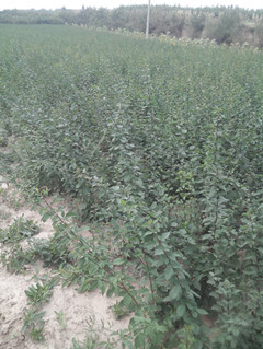 ُˎBN ɽBNr BNСl(f)