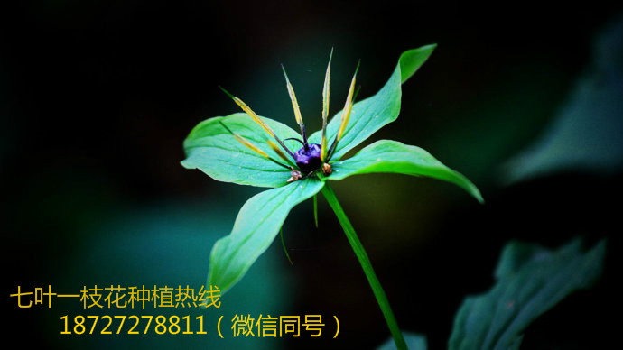 ~һ֦NֲǰΣ˲~һ֦NֲW(wng)˲ؘǷNֲW(wng)