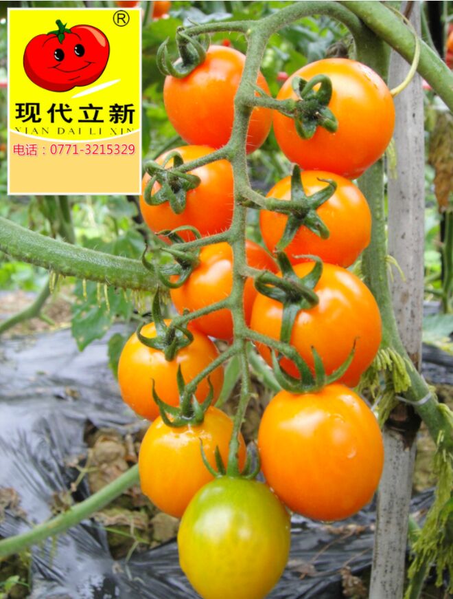 Ʒ|(zh)ĬF(xin)SССˮ߲ŶtN