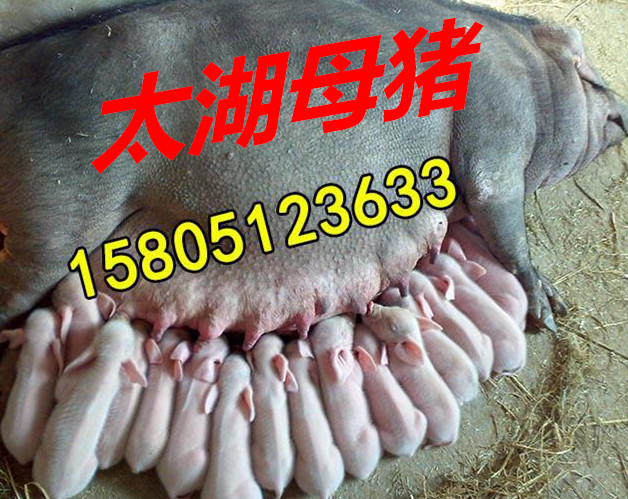 ̫ĸiôu ̫ĸiF(xin)ڶXһ^