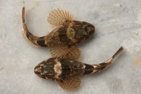 ɳkl(f)ɳkr(ji)ɳkXһ