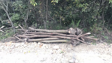 tƤŵ؏3-8cm,Gе䣬ҎRȫֱN