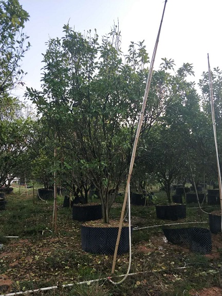 GеҎRȫľֱN